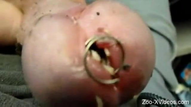 Порно с животными. Чувак освобождает место для еще большего количества червей в своем эрегированном члене