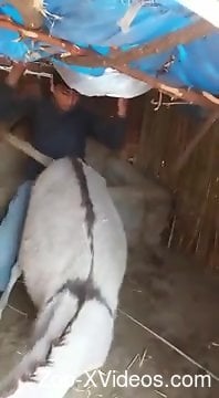 Порно с животными. Громкий хлопок, когда этот одетый мужчина начинает трахать корову
