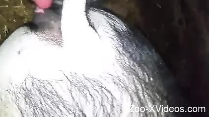Порно с животными. Горячее видео с сексуальным парнем и его послушным животным
