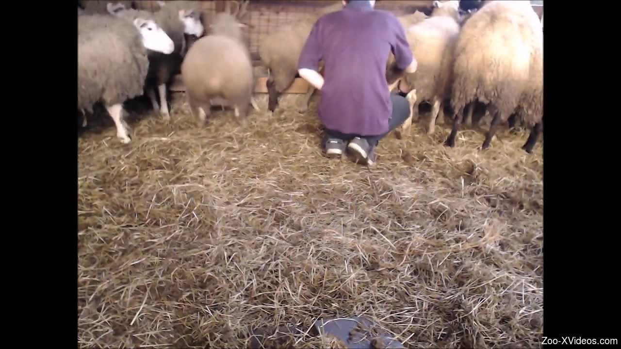 Порно с животными. Сексуальный парень играет с овечьей киской на камеру