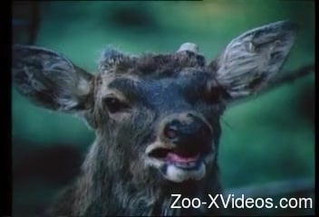 Порно с животными. Образовательное видео о зоофилии с участием горячих животных и их пенисов