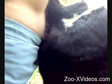 Порно с животными. Корова сосет член парня, а затем ее жестко трахают.