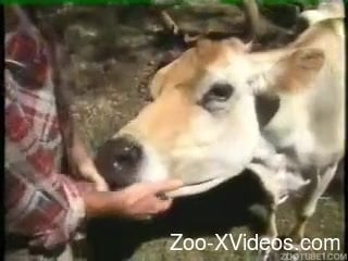 Порно с животными. Мужчина трахает корову
