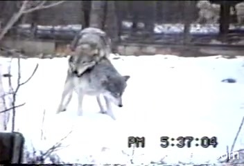 Порно с животными. Похотливая любовь в зоопарке: пара волков занимается сексом на снегу