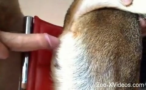 Порно с животными. Особый подарок для этого голого мужчины, когда он наконец-то трахает свою собаку.