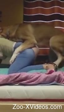 Порно с животными. Девушка в рваных штанах позволяет собаке трахать себя сзади