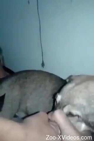 Порно с животными. Чувак жестоко трахает эту узкую дырочку сзади