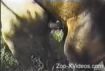 Порно с животными. Секс с лошадью, и похотливый любитель зоопарка снимает это на видео