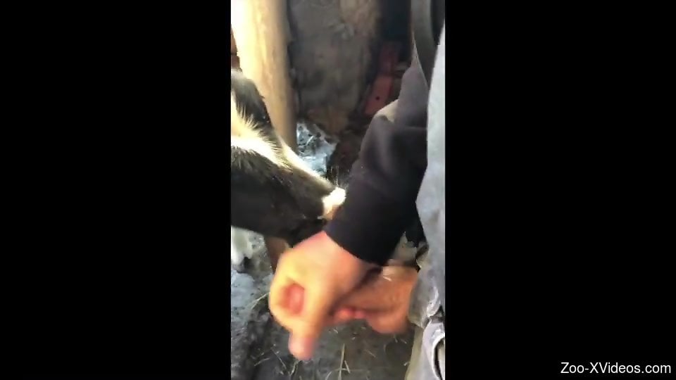 Порно с животными. Мужчина вытаскивает свой член и оставляет телятину лизать его