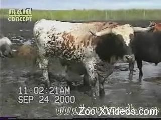 Порно с животными. Этот похотливый бык, безусловно, идеально подходит для удовлетворения желаний этого человека.