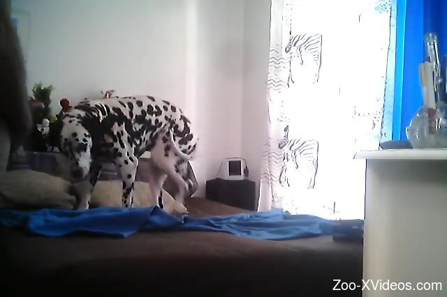 Порно с животными. Далматинец заснят на видео извращенным зоофилом