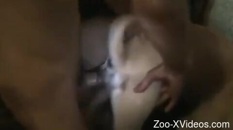 Порно с животными. Возбужденный мужчина безжалостно трахает маленькую собаку, используя различные извращения.