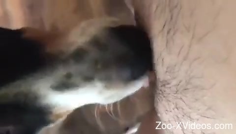 Порно с животными. Подстриженная киска, которую лижет собачка