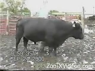 Порно с животными. У милого черного быка очень хорошая эрекция, которая выглядит невероятно огромной.