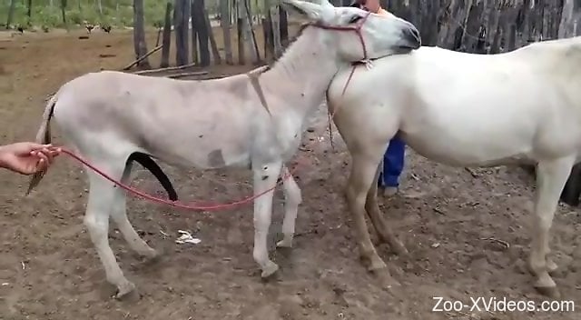 Порно с животными. Белые животные с удовольствием совокупляются в зоопарке под открытым небом
