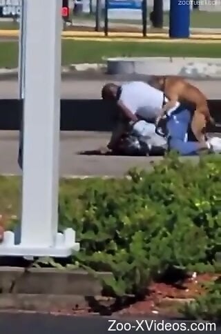 Порно с животными. Одетый чернокожий мужчина снят на видео в общественном месте во время попытки заняться сексом с собакой