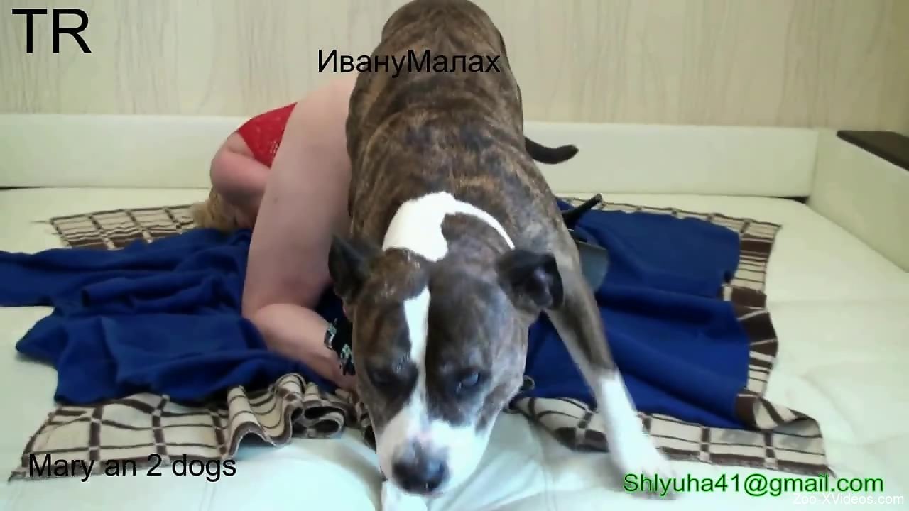 Порно с животными. MILF с окровавленной вагиной, которую трахает собака