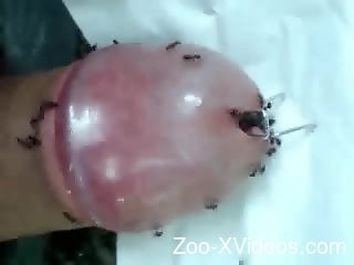 Порно с животными. У чувака уретра кишит муравьями и фекалиями