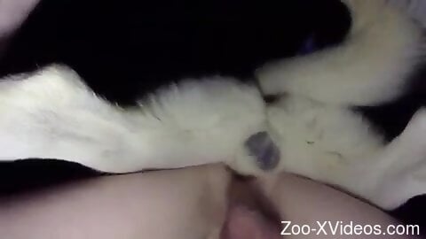 Порно с животными. Собачий анальный секс с мужчиной, доставляющий ему невероятный оргазм