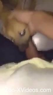 Порно с животными. POV минет с испуганной маленькой собачкой