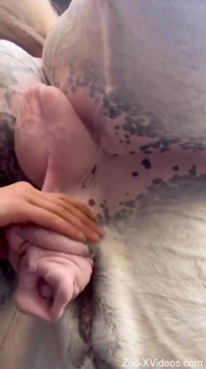 Порно с животными. Наглая женщина играет с огромными яйцами и членом быка