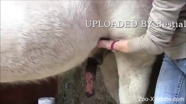 Порно с животными. Белому жеребцу ласкают пенис на камеру