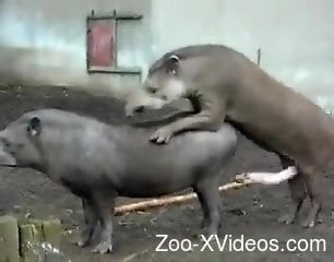 Порно с животными. Два уродливых животных бесстыдно совокупляются на публике