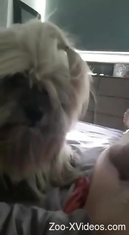 Порно с животными. Возбужденное животное небрежно лижет пенис этого мужчины