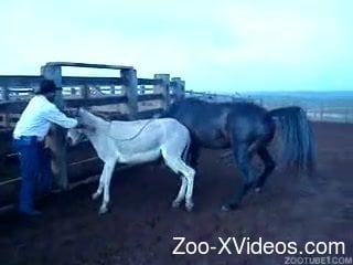 Порно с животными. Жеребец совокупляется с лошадью в безумных сценах зоопорнографии на открытом воздухе