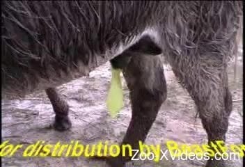 Порно с животными. Две милые черные пони занимаются потрясающим сексом в позе «собачка»