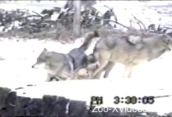 Порно с животными. Стая волков наслаждается увлекательной игрой вчетвером