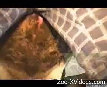 Порно с животными. Серьезные сцены зоопорнографии, снятые крупным планом на камеру.