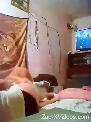 Порно с животными. Коричневое животное нацеливается на идеальную человеческую вагину