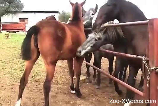 Порно с животными. Мужчина пускает слюни при виде спаривания двух лошадей