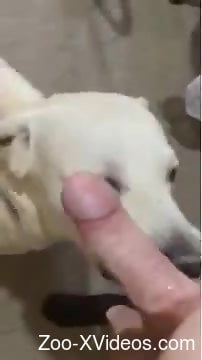 Порно с животными. Милая собачка сосет член парня в видео от первого лица
